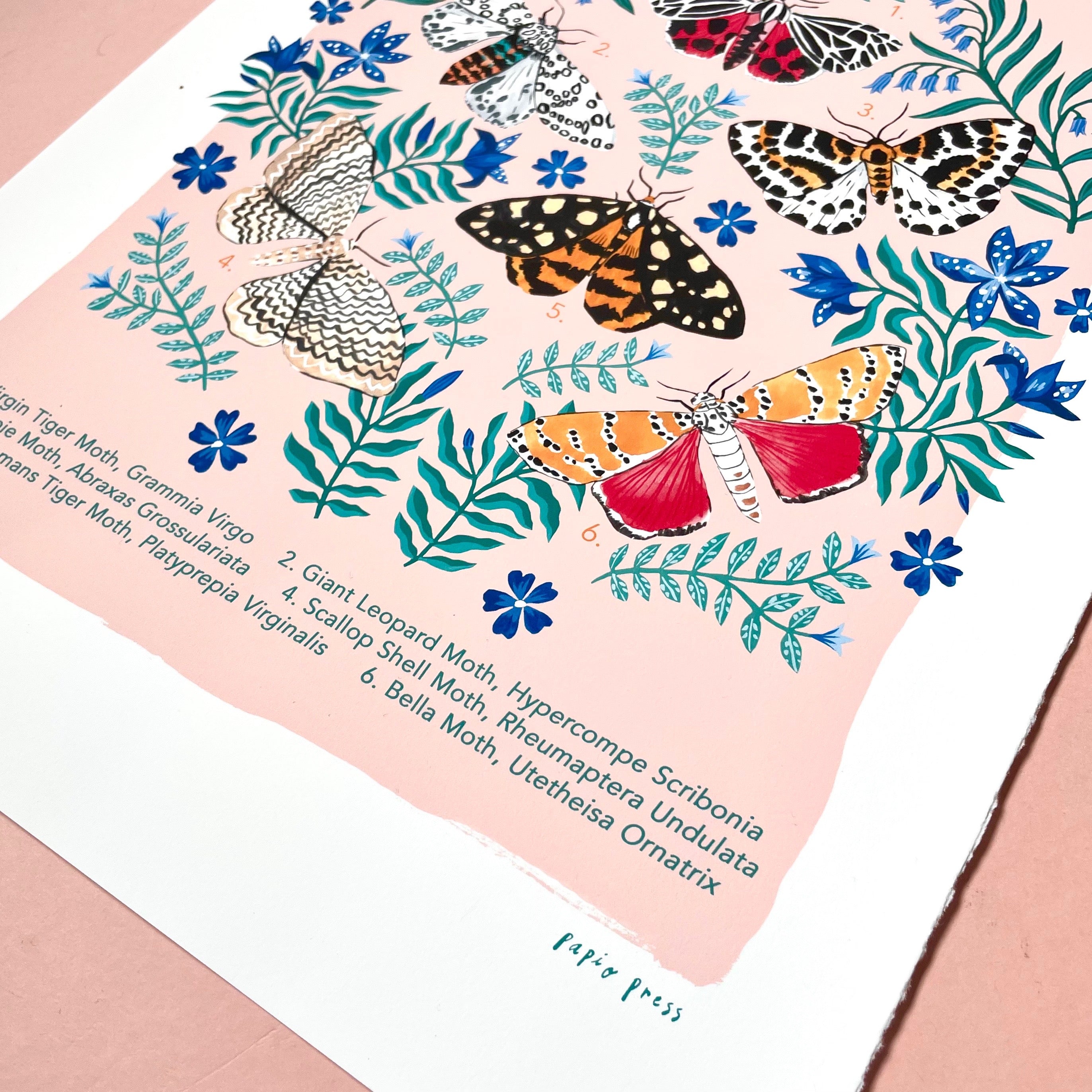 Moths Natural History Print Artists Print
