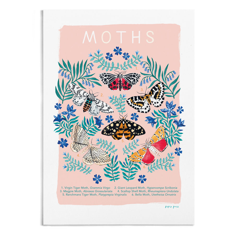 Moths Natural History Print Artists Print