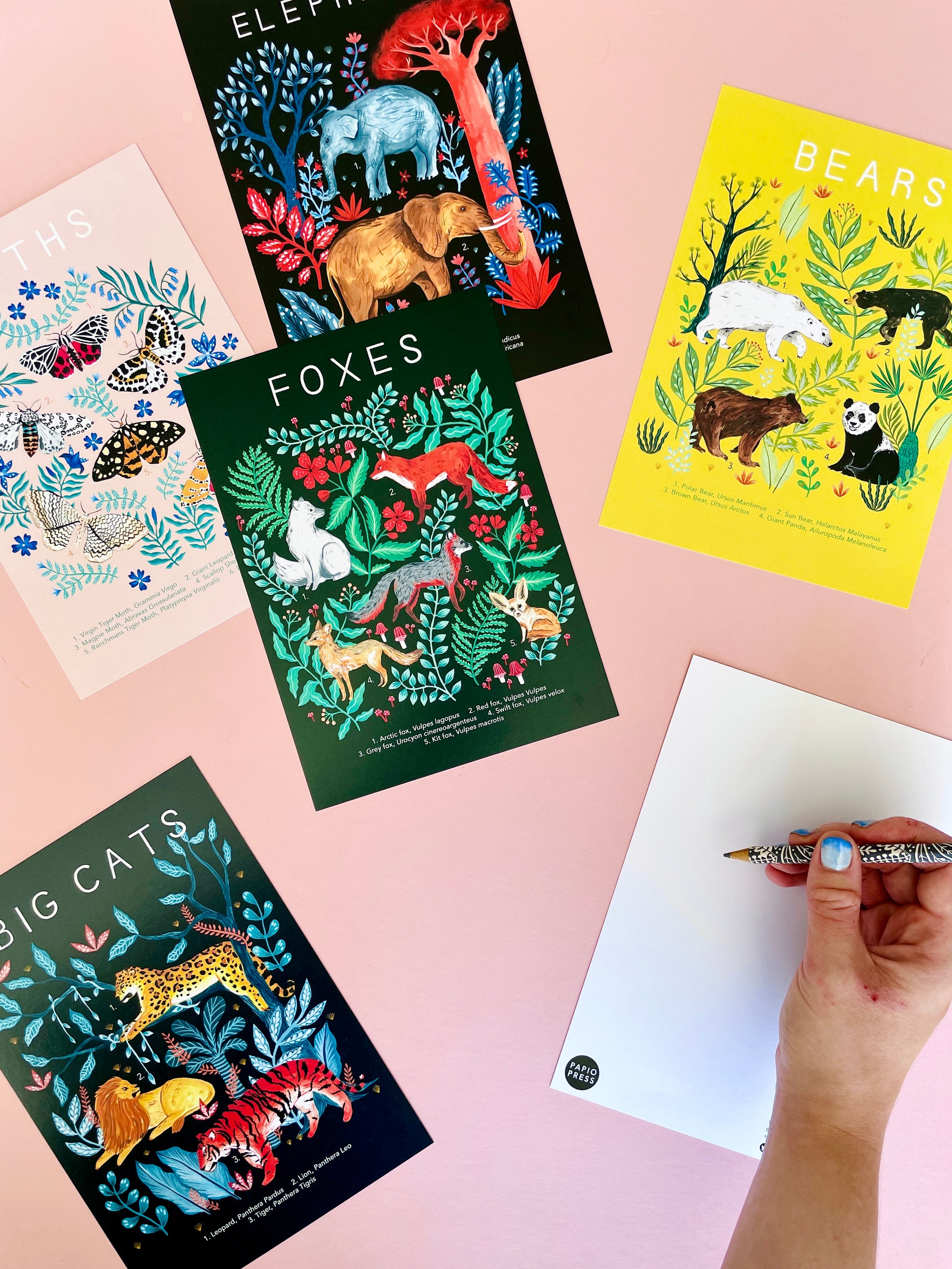 Large Papio Press A5 Postcards with Natural History Illustrations